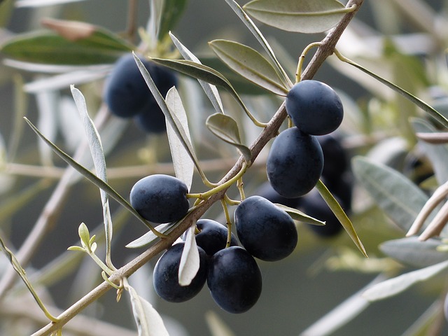 olivovník
